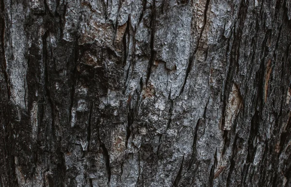 Gros Plan Une Texture Écorce Arbre — Photo