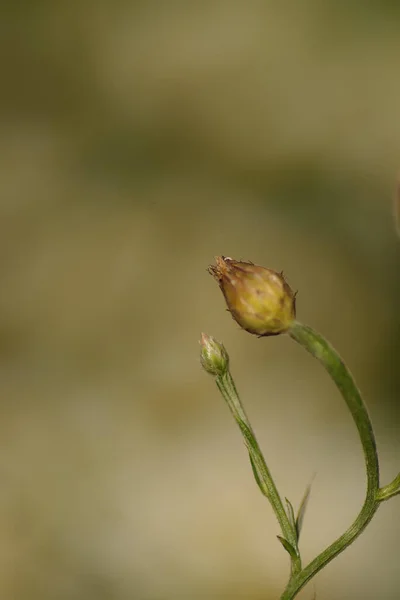 Close Cornflower Bud Silhouette Blurred Brownish Shaded Light Light Effects — Stock Photo, Image