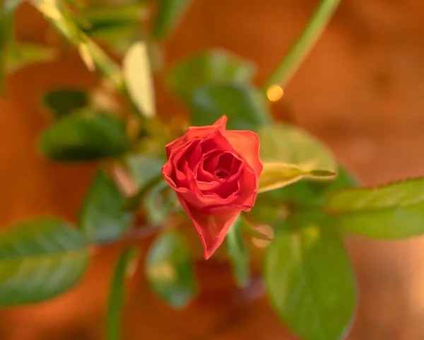 Вид Зверху Красивої Червоної Троянди Сонячне Світло — стокове фото