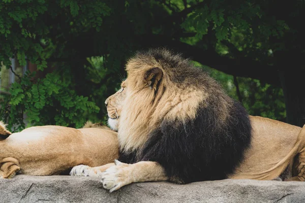雄大な獅子が木の下に横たわっている — ストック写真