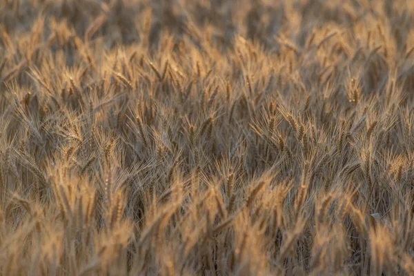 Zlaté Pšeničné Pole Slunečného Dne — Stock fotografie