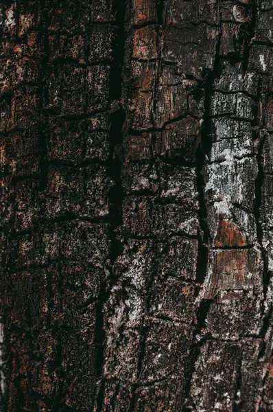 Een Verticaal Close Shot Van Boomschors Oppervlak — Stockfoto