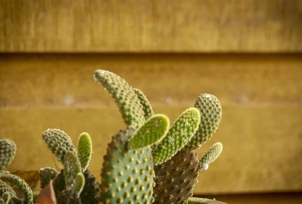 Primo Piano Cactus Vaso — Foto Stock