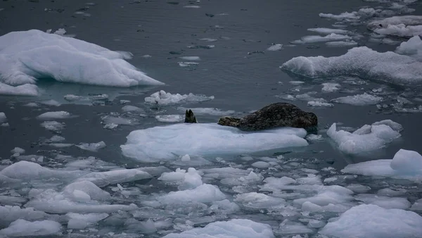 凍った湖の氷の上のウェッデルシール — ストック写真