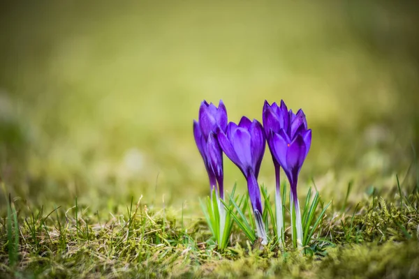 Primer Plano Hermosas Flores Cocodrilo Púrpura Primavera — Foto de Stock