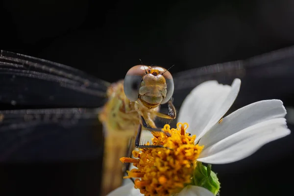 Een Selectieve Focus Shot Van Een Libelle Een Witte Veld — Stockfoto