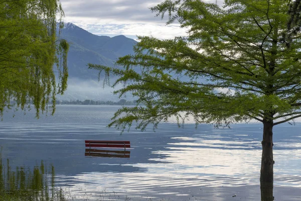 Banc Arbre Sur Lac Alpin Inondant Avec Montagne Locarno Suisse — Photo