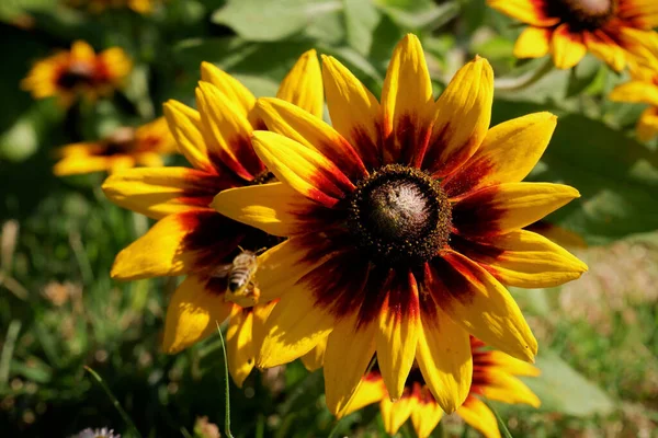 Primer Plano Coneflowers Sol — Foto de Stock