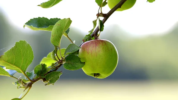 나무가지에 사과를 선택적으로 초점을 맞추는 — 스톡 사진