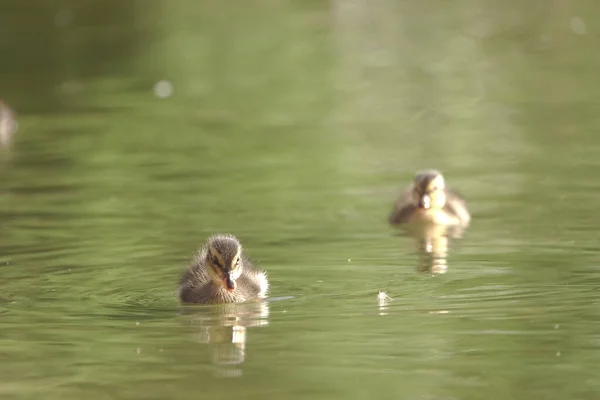 Primer Plano Patos Nadando Estanque — Foto de Stock