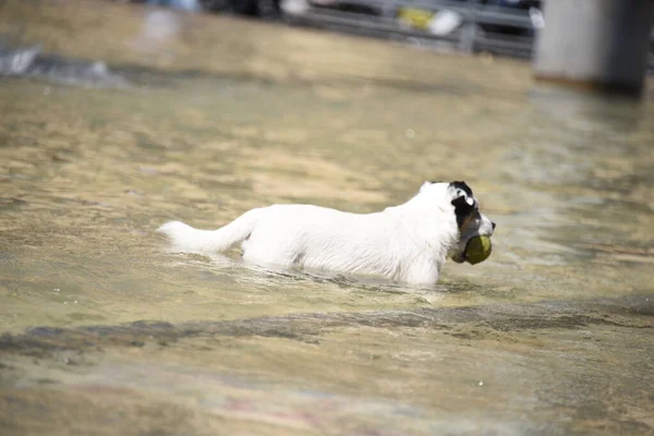 Een Close Shot Van Een Hond Die Het Water Speelt — Stockfoto