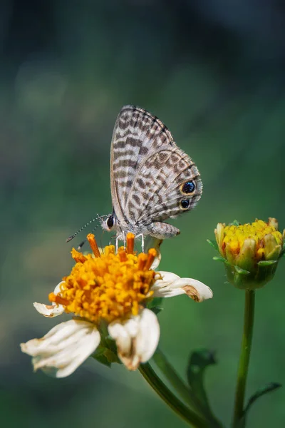 白花花上蝴蝶的垂直镜头 — 图库照片