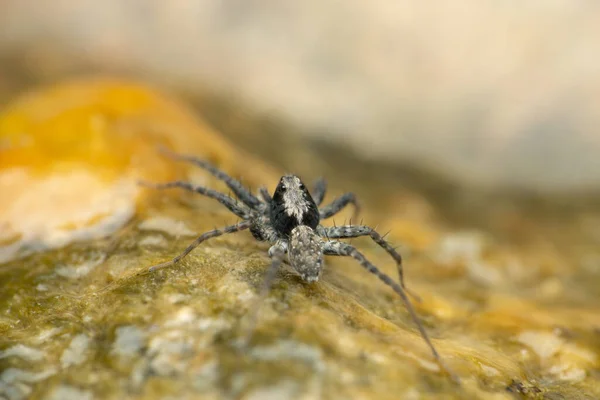 Selektiv Fokusbild Tunn Vargspindel Alger Pardosa Species — Stockfoto