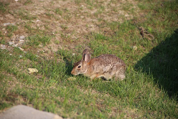 Gros Plan Lapin Sur Sol Herbeux — Photo