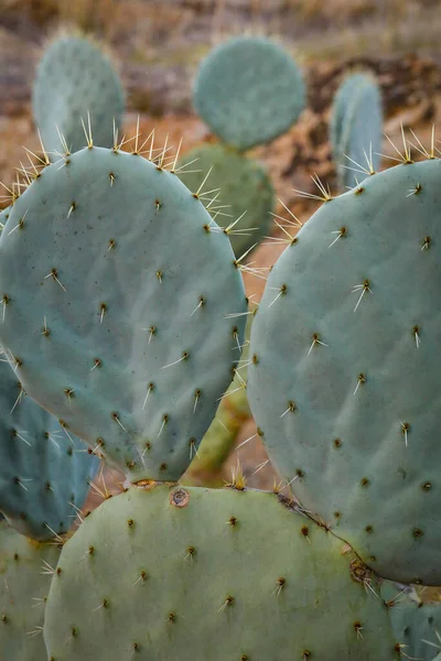 A closeup shot of Prickly pear cactus in the field