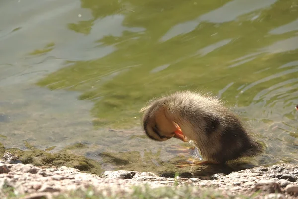 Eine Nahaufnahme Eines Entchens Teich Das Sich Selbst Pflegt — Stockfoto