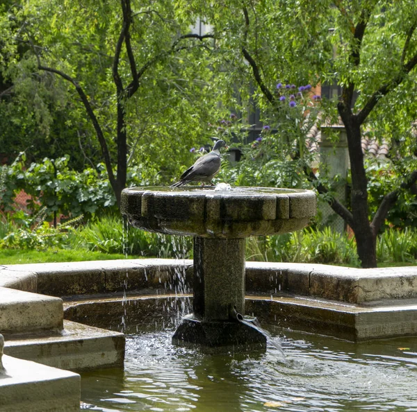 Gros Plan Une Colombe Sur Une Fontaine Eau Dans Parc — Photo
