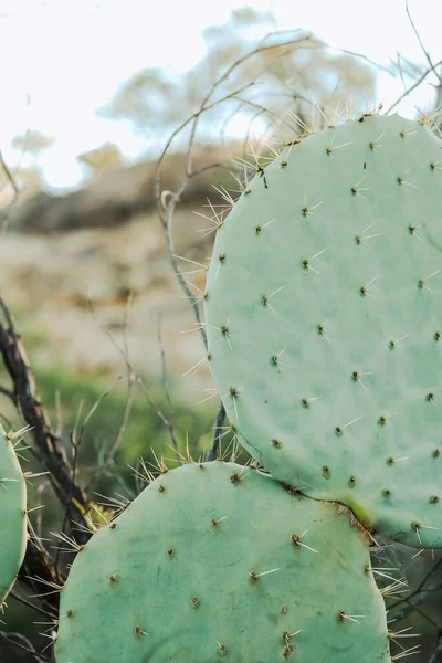 Primer Plano Cactus Pera Espinosa Campo —  Fotos de Stock