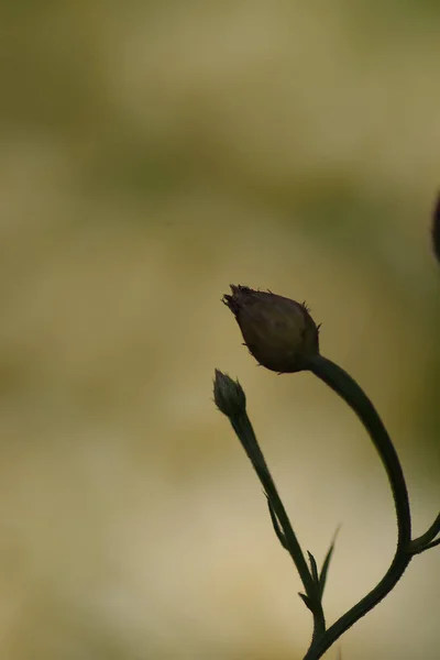 Mısırçiçeğinin Tomurcuğuna Yakın Siluet Olarak Bulanık Kahverengimsi Gölgeli Açık Renk — Stok fotoğraf