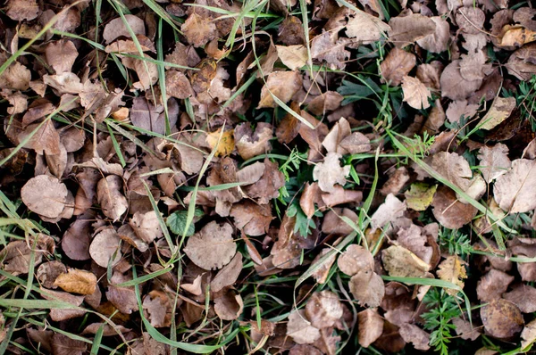Μια Κοντινή Λήψη Αποξηραμένων Φθινοπωρινών Φύλλων Στο Έδαφος — Φωτογραφία Αρχείου
