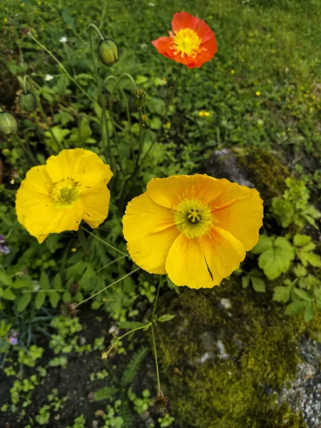 Close Vertical Papoulas Amarelas Islândia Papaver Nudicaule — Fotografia de Stock