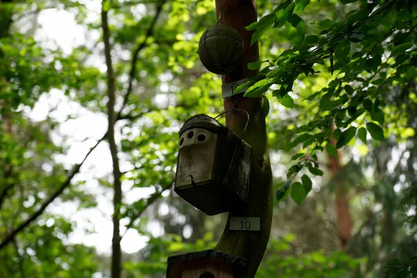 Closeup Shot Small Bird House Tree Surrounded Many Other Trees — Stock Photo, Image