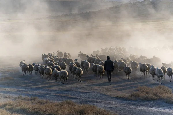 日没時に山の谷に羊の群れ — ストック写真