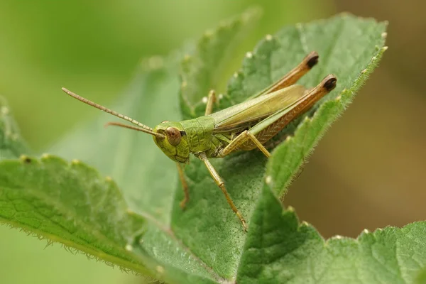 Saltamontes Pradera Pseudochorthippus Parallelus Sobre Una Hoja Verde — Foto de Stock