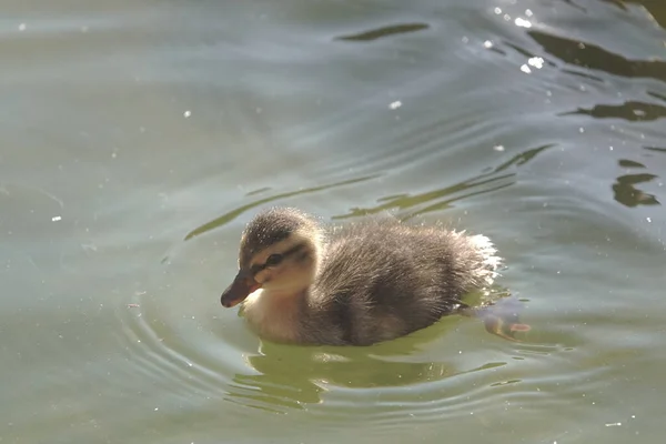 Nahaufnahme Eines Entchens Das Teich Schwimmt — Stockfoto