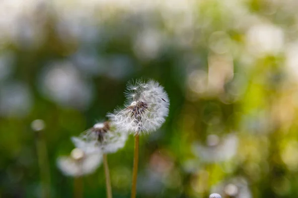 Selective Focus Shot Dandelion Flowers Bokeh Background — Stock Photo, Image