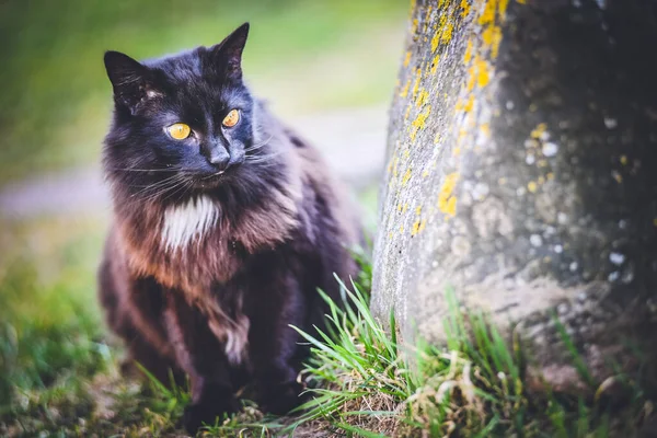 Vacker Fluffig Svart Katt Går Genom Trädgården Byn — Stockfoto