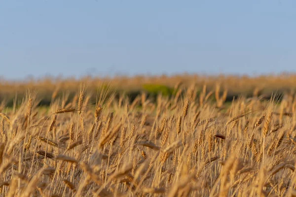 Golden Wheat Field Sunset — Stock Photo, Image