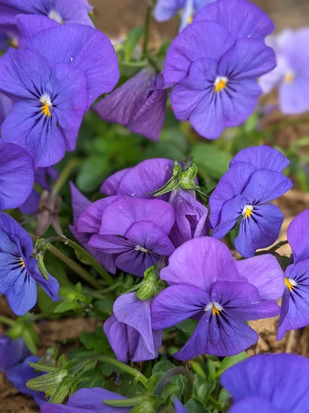 Close Pansies Roxas Jardim Sob Luz Sol Com Fundo Embaçado — Fotografia de Stock