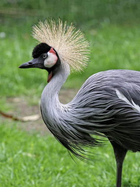 Een Selectieve Focus Van Een Gekroonde Kraan Groene Grassen Het — Stockfoto