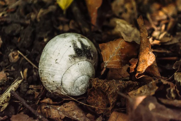 秋叶干枯时一只蜗牛的特写镜头 — 图库照片