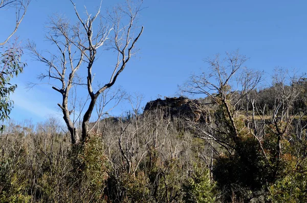 Špinavá Část Neustále Měnící Krajiny Vrcholu Mount Banks Procházka Modrých — Stock fotografie