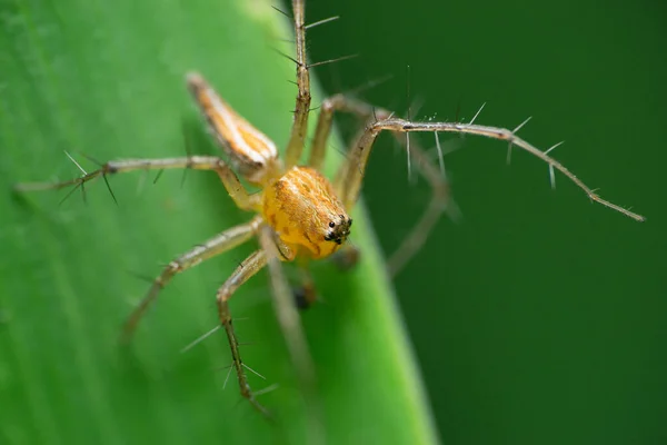 Селективный Фокус Снимок Самца Полосатого Рыси Паука Oxyopes Salticus Сатаре — стоковое фото