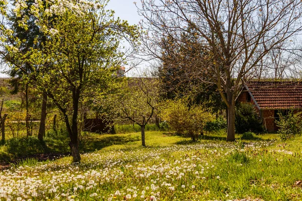 Een Prachtig Shot Van Boerderij Veld Met Paardebloemen — Stockfoto