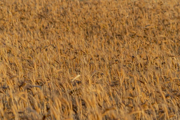 Zlaté Pšeničné Pole Při Západu Slunce — Stock fotografie