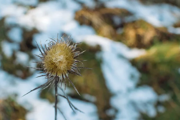 Ένα Κοντινό Πλάνο Ενός Αγκαθωτού Αγριολούλουδου Μια Χειμωνιάτικη Μέρα — Φωτογραφία Αρχείου