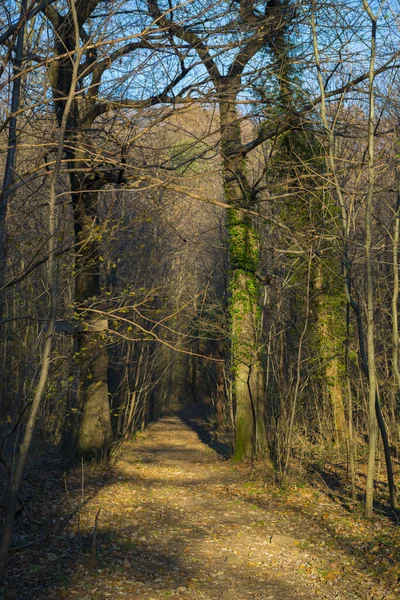 Camino Bosque Con Luz Solar Ascona Suiza — Foto de Stock