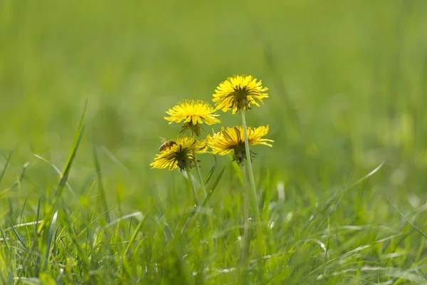 Flor Diente León Campo Verde Con Hierba Una Abeja Locarno —  Fotos de Stock