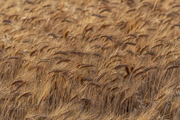Zralé Pšeničné Uši Zlatém Poli Při Západu Slunce — Stock fotografie