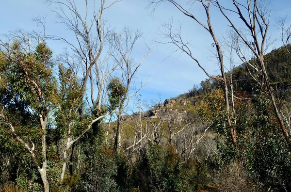 Över Landskapet Den Cirkulära Promenadvägen Vid Mount Banks Blue Mountains — Stockfoto