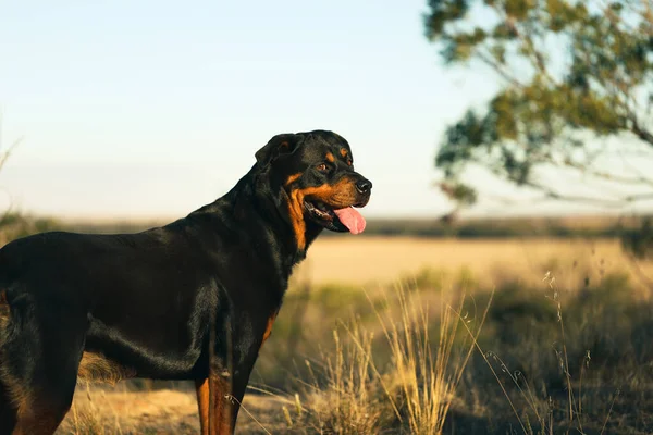 Tarlada Dili Çıkmış Bir Rottweiler Köpeği — Stok fotoğraf
