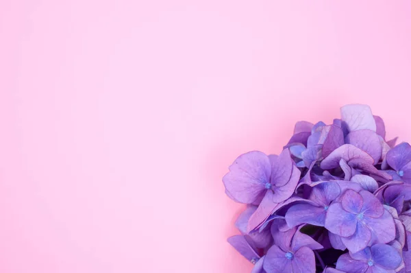 コピースペースのあるピンクの背景に孤立した新鮮な紫色のアジサイの花の束 — ストック写真