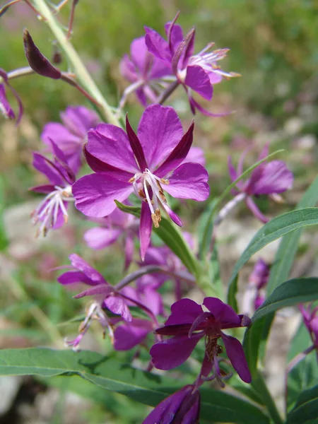 花火の雑草の垂直ショット — ストック写真