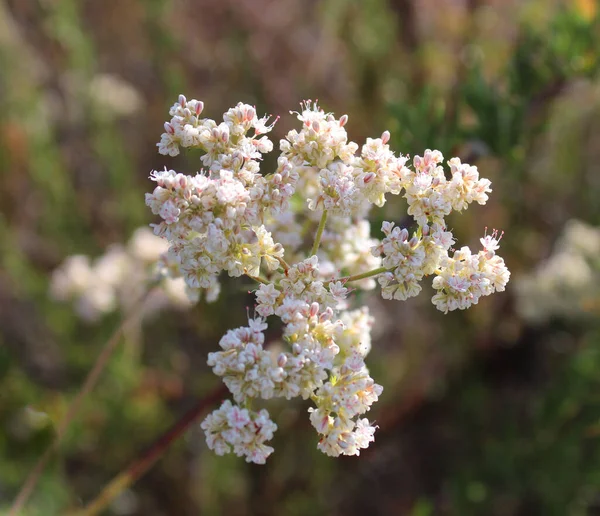 パウェイカリフォルニアのブルースカイ保護区のトレイル上のカリフォルニアそばの花の塊 花は焦点を当てており 背景はぼやけています — ストック写真