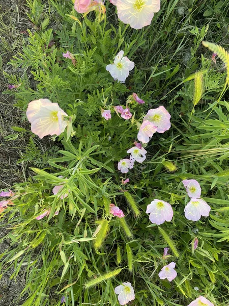 Ângulo Elevado Flores Bindweed Que Crescem Campo — Fotografia de Stock