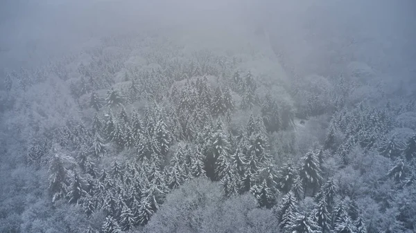 Густий Ліс Вкритий Снігом Туманній Погоді — стокове фото